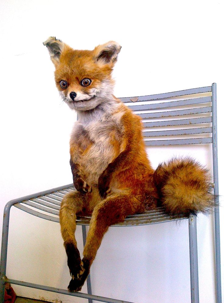 fox in chair meme meme image