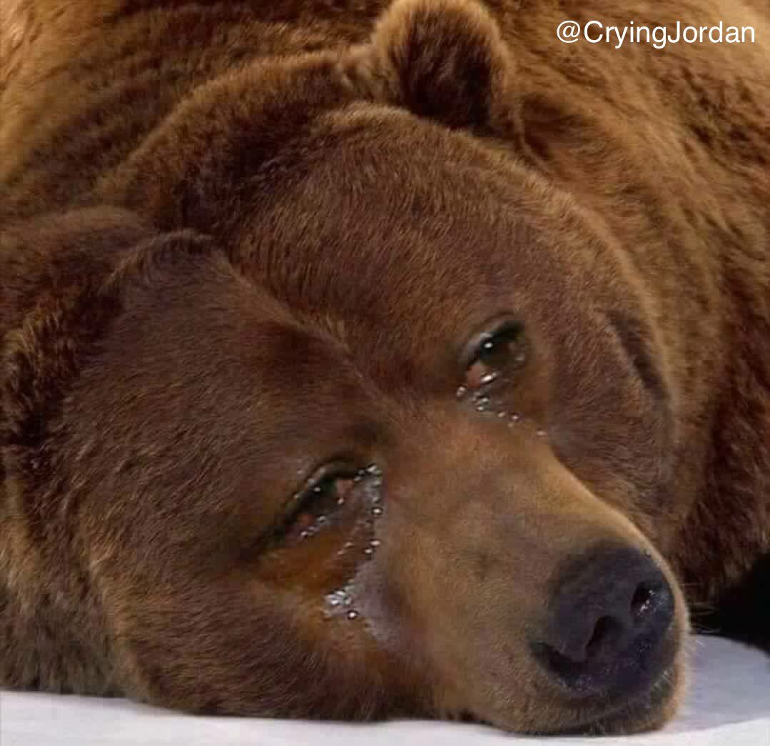 crying bear meme meme image