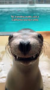sea lion meme meme image