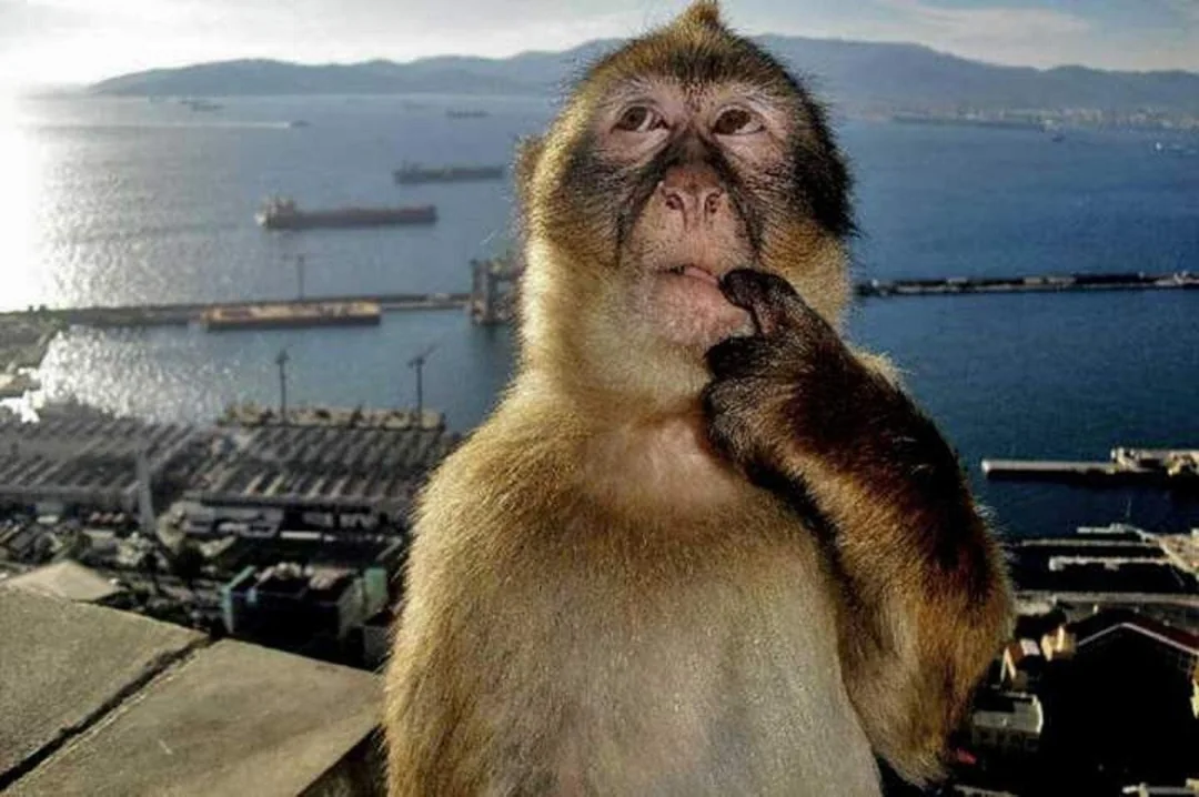 monkey finger in mouth meme meme image