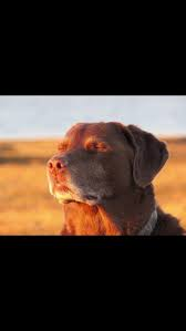 dog praying meme meme image