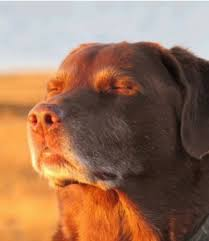 dog in sun meme meme image