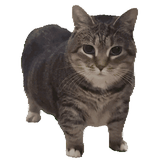 spinning cat meme meme image