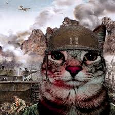 cat war meme meme image