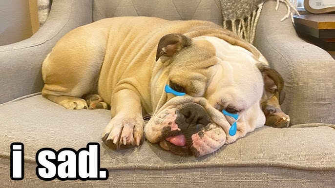 sad bulldog meme meme image