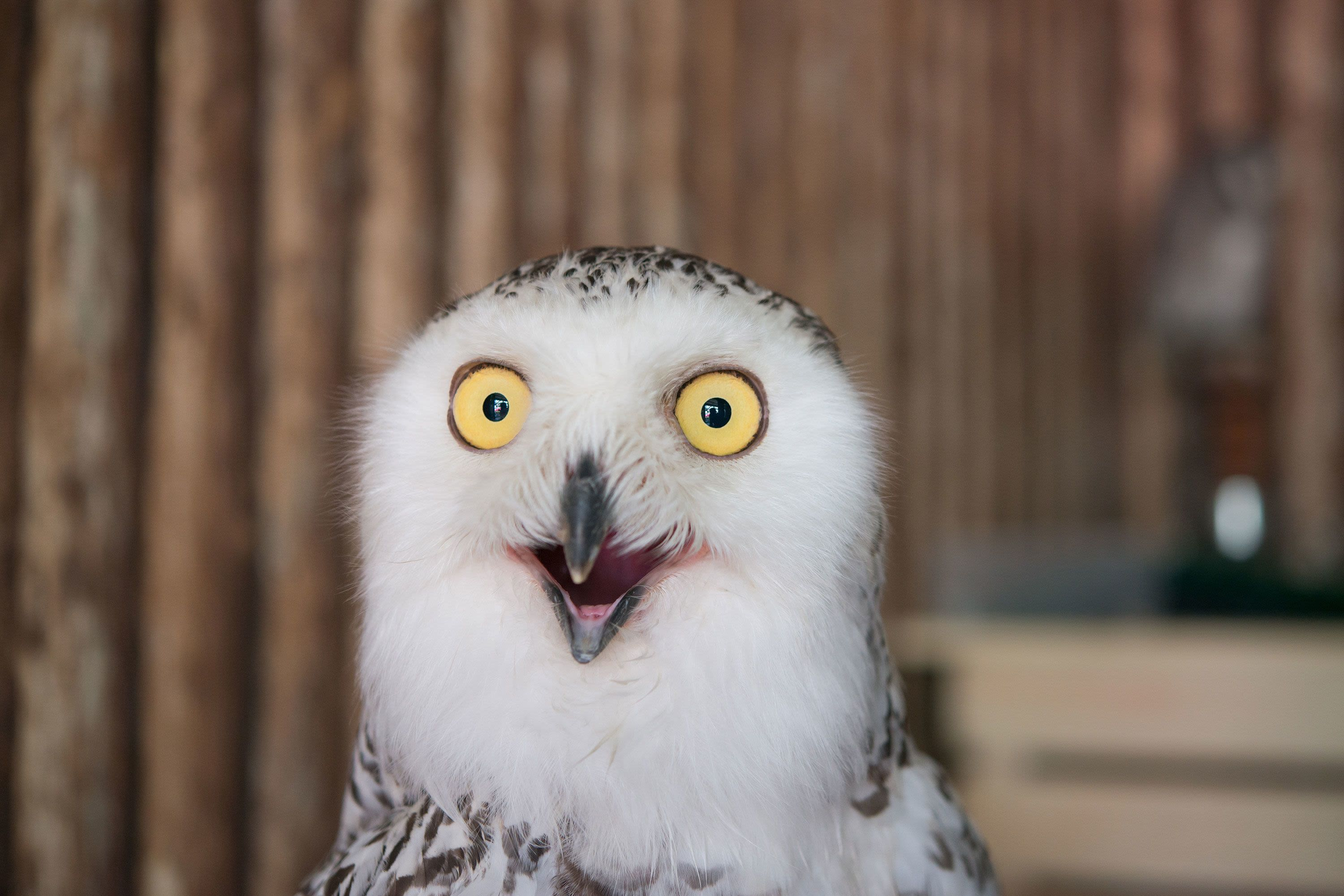 superb owl meme meme image