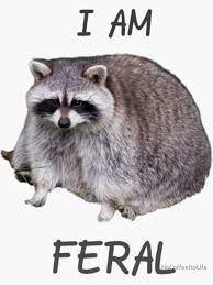 feral meme meme image
