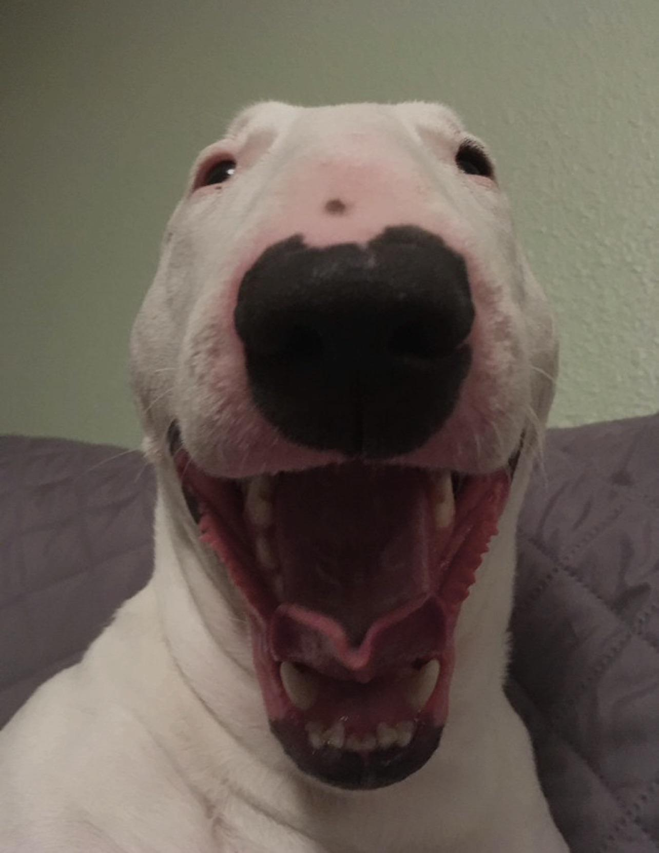 walter dog meme meme image