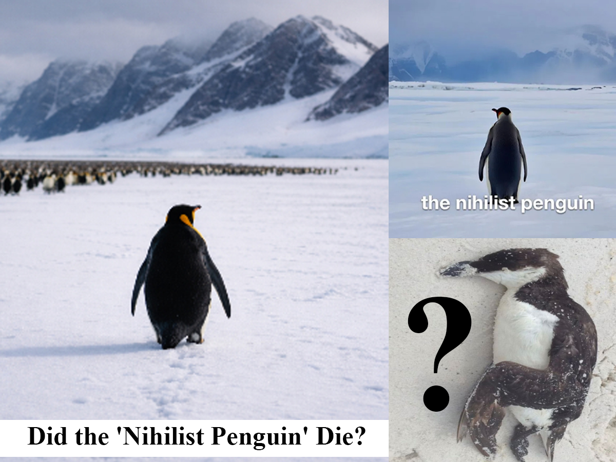 nihilist penguin meme image
