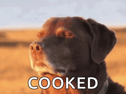 cooked dog meme meme image