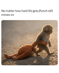 punch the monkey meme meme image
