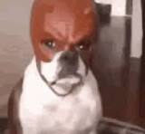 dog with mask meme meme image