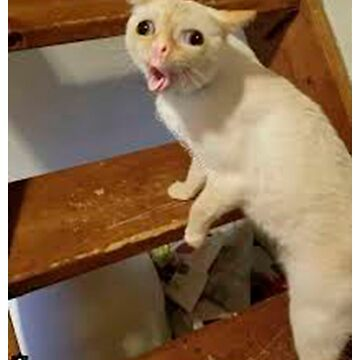 coughing cat meme meme image