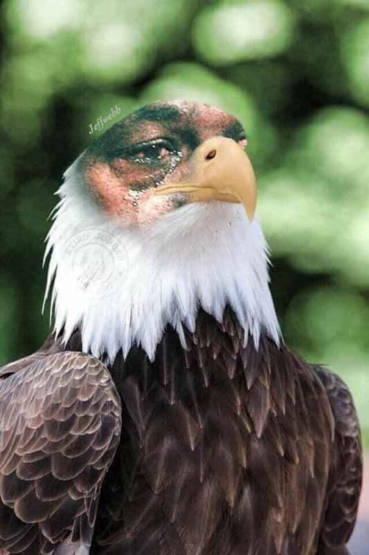 eagles crying meme meme image