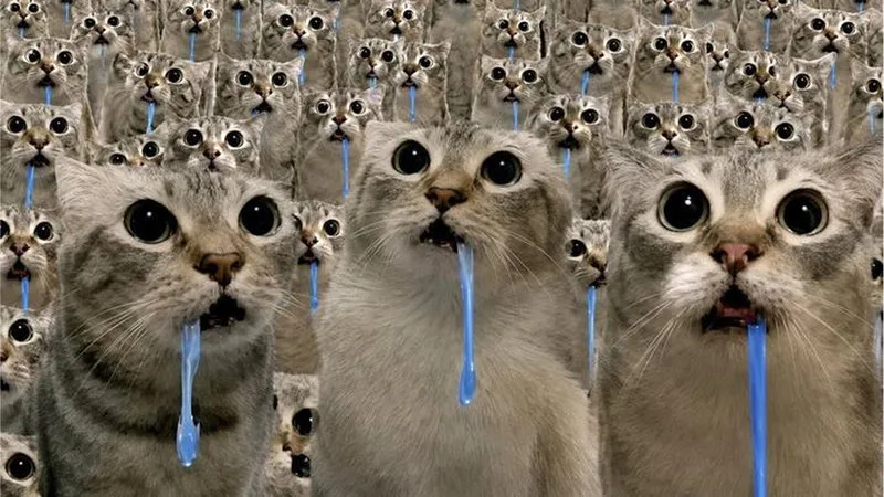drooling cat meme meme image