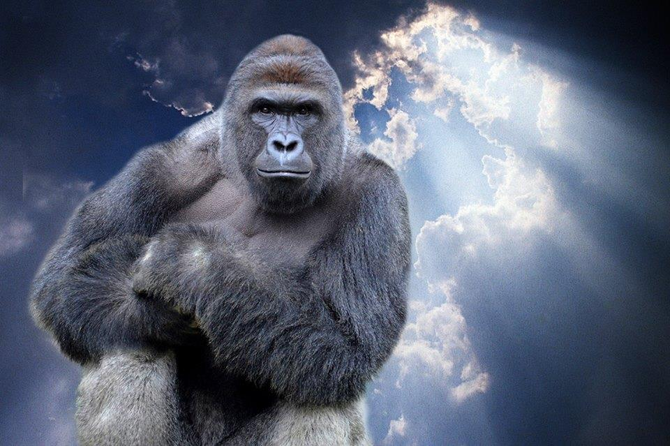 harambe meme meme image