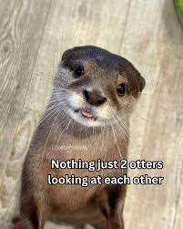 otter meme meme image