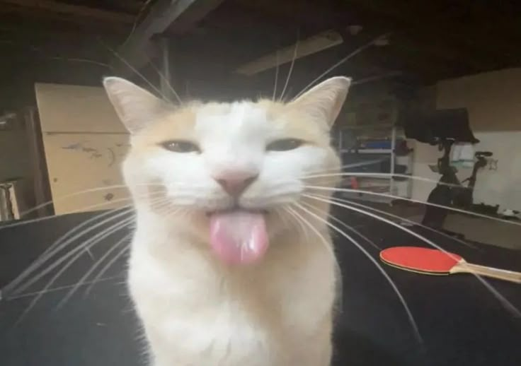 cat sticking tongue out meme meme image