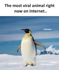 the penguin meme meme image