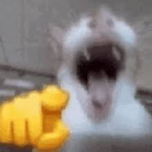 laughing cat meme meme image