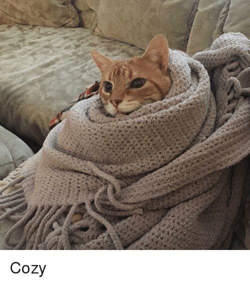cozy meme meme image