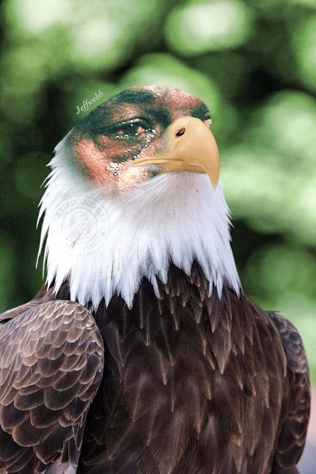 eagles losing meme meme image