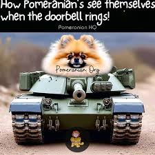 pomeranian meme meme image