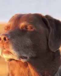 dog eyes closed meme meme image