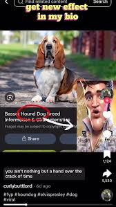 hound dog meme meme image