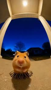 hamster reaction meme meme image
