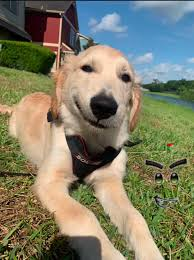 smirking dog meme meme image