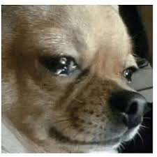 crying chihuahua meme meme image