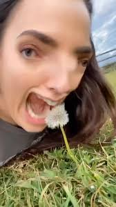 dandelion meme meme image