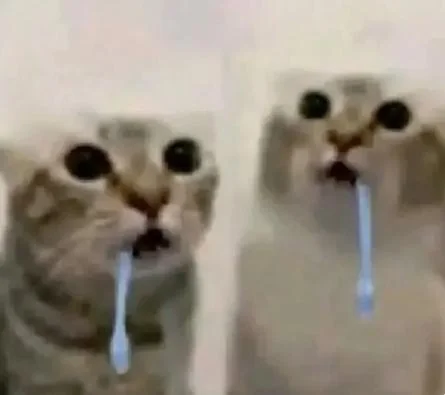 cat drooling meme meme image