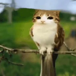 meowl meme meme image