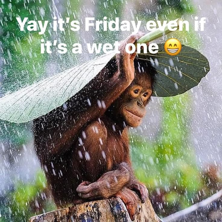 rainy friday meme meme image