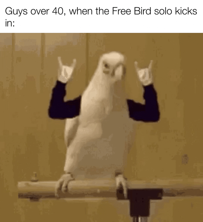free bird meme meme image