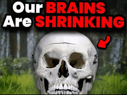 our brains are shrinking meme meme image