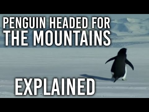what is the penguin meme meme image