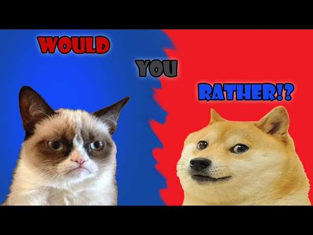 like doge or grumpy cat meme image