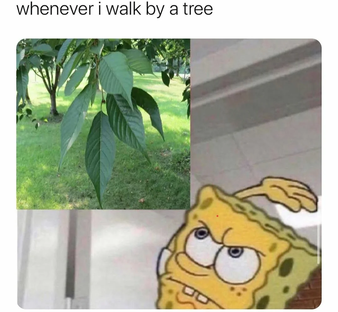 leaves meme meme image