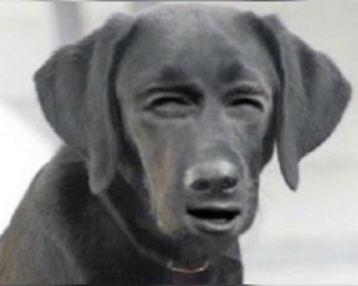 dog squinting meme meme image