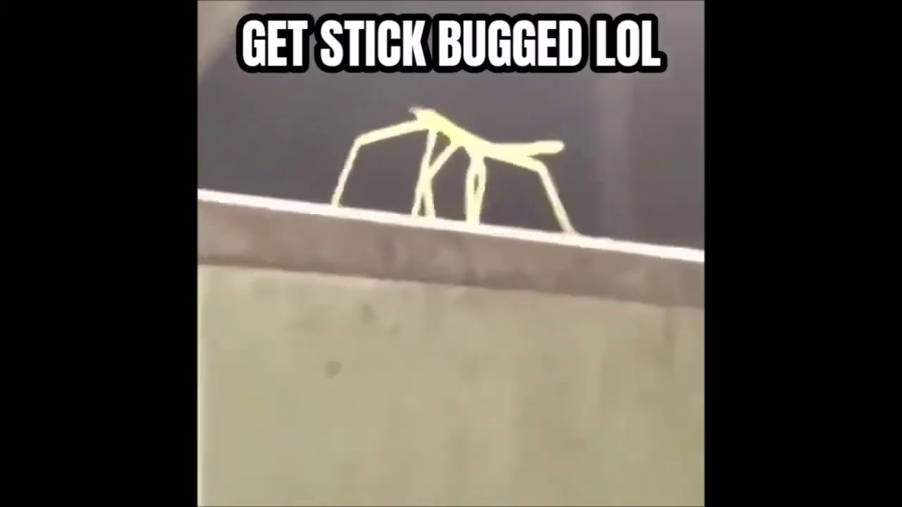 stick bug meme meme image